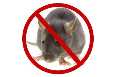 Pest Control rat